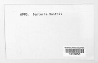 Septoria xanthii image